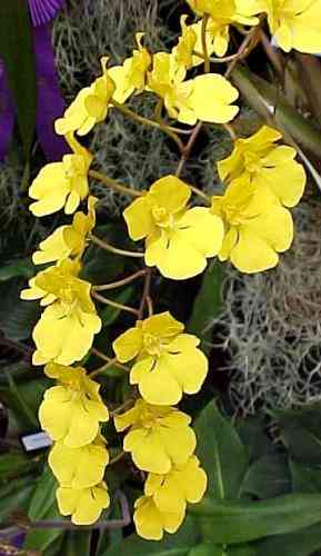 Oncidium onustum